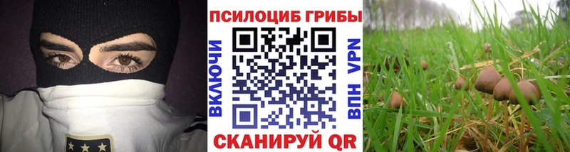 Галлюциногенные грибы Psilocybine cubensis Купить Бологое